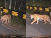 Hati-hati!! Harimau Sumatera Nongol Dijalan Raya